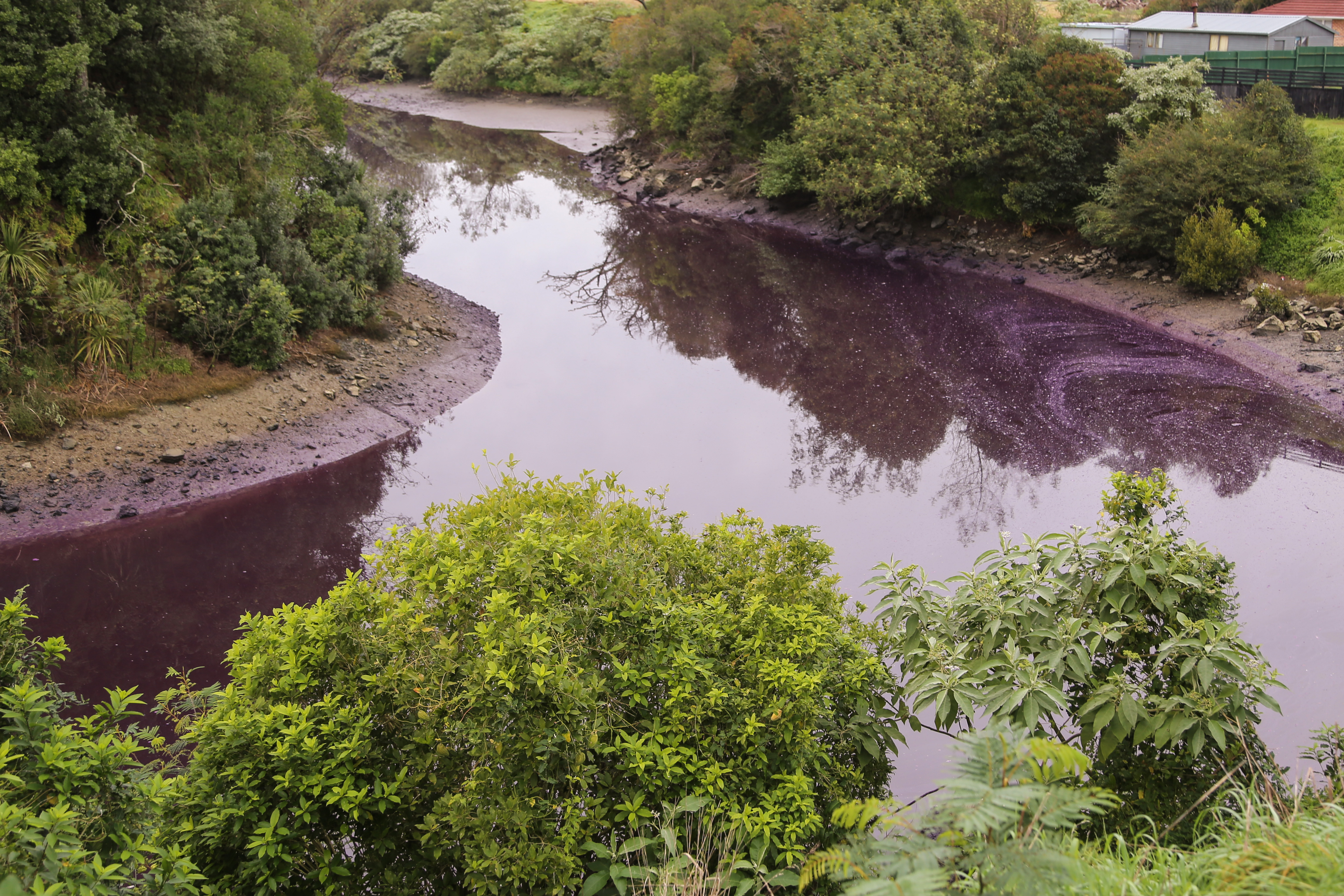 Purple Creek