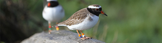 Shore Plover at Point England Reserve