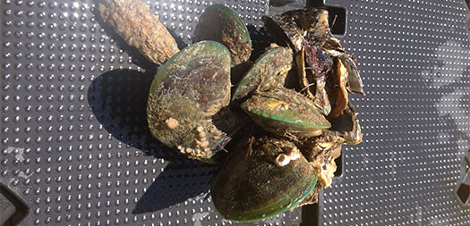 Green Lipped Mussels