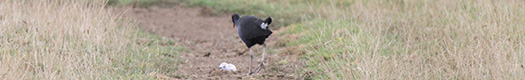 Disinterested Pukeko