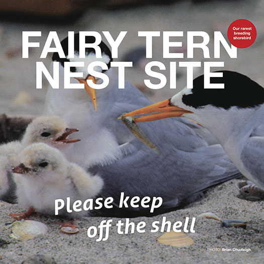 Fairy Tern Nest Site