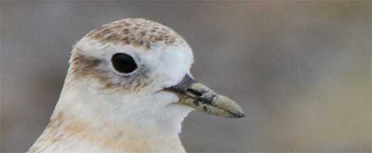 But I have seen birds with sticky mud on their beaks. (Ambury park)