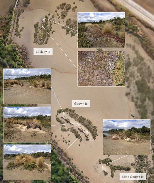 Here is a map showing the current state of the islands which are potential roosting/ nesting spots.