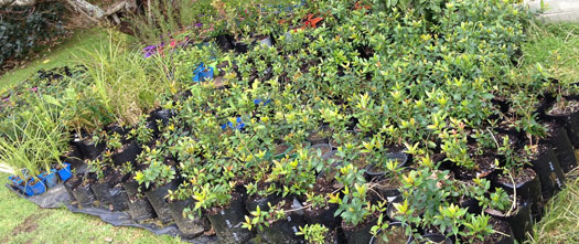 About 400 trees, many of them ready for planting.