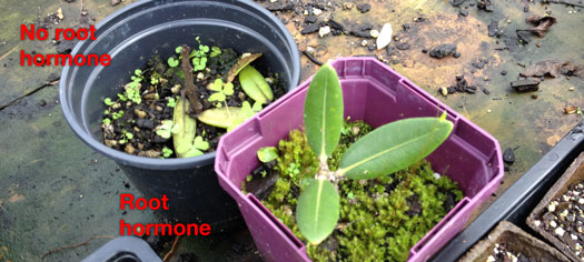 This cloned Pohutukawa worked. The one in the black pot had no rooting hormone and failed. This was my second try, the trick is to snip between the hard & soft wood.