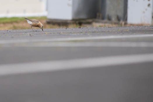 Carpark Feeding