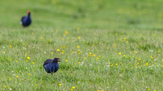 I kept shooting but could not work out where the chick was.