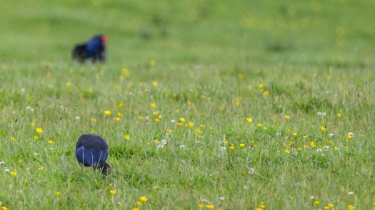 When the Pukeko pecked the ground I was worried it had caught the chick. I advanced slowly (still shooting) because I thought there could be chicks about.