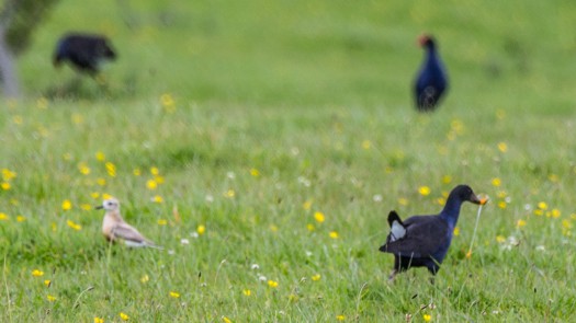 When I saw this flash of yellow I knew it was not eating grass. I then ran in and scared off the Pukeko.