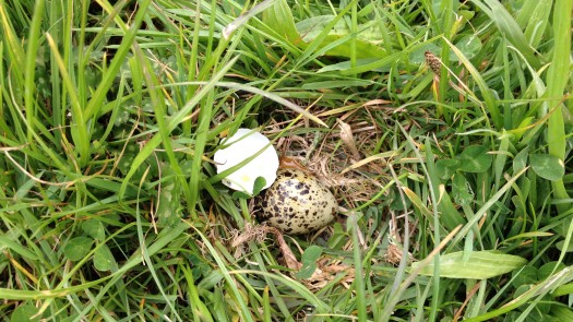 The other half of the egg was nearby.