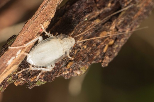 My son found this albino cockroach on a night walk through Kepa Bush.