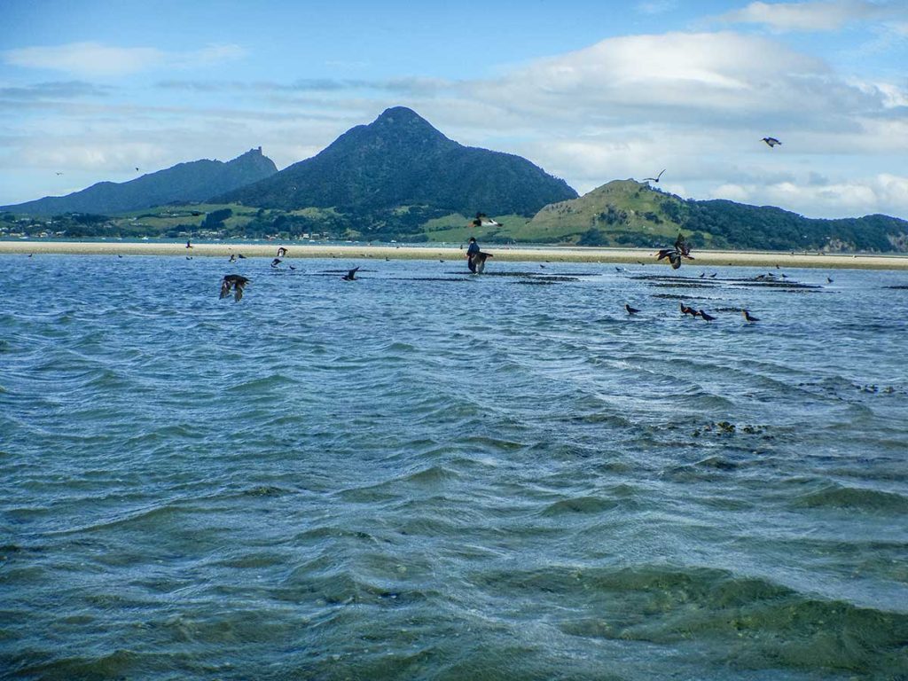 Humans and variable oysetercatcher consuming mussels. NOV 2017.