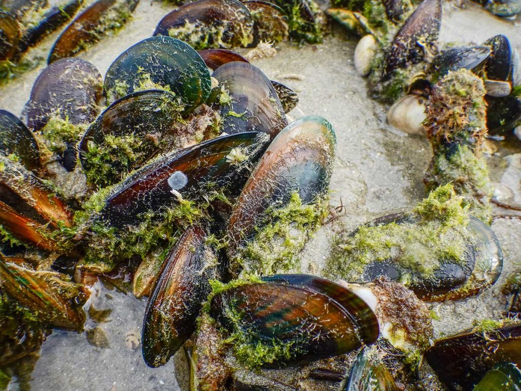 Green-lipped mussels Marsden Point. NOV 2017.