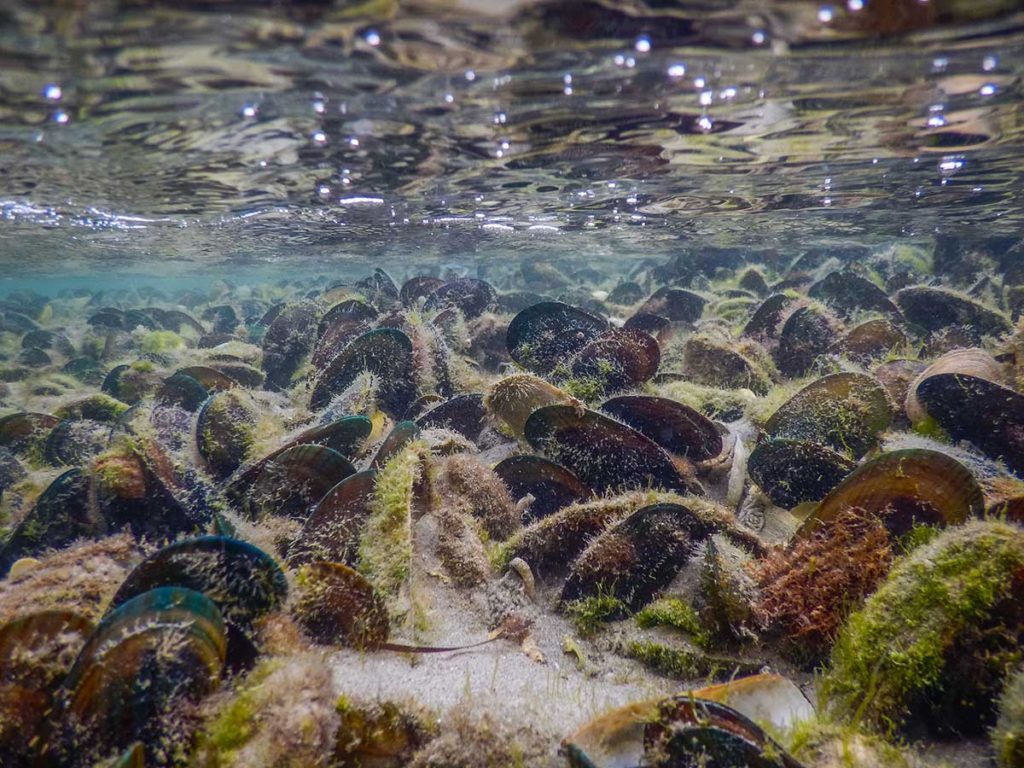 Soft sediment intertidal green-lipped mussel bed. NOV 2017.