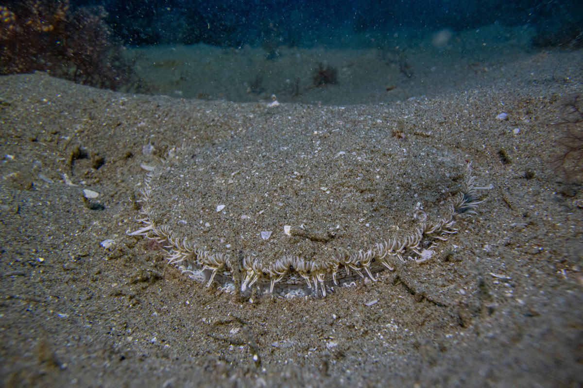 Tipa / Scallop in the proposed Bream Bay sand mine