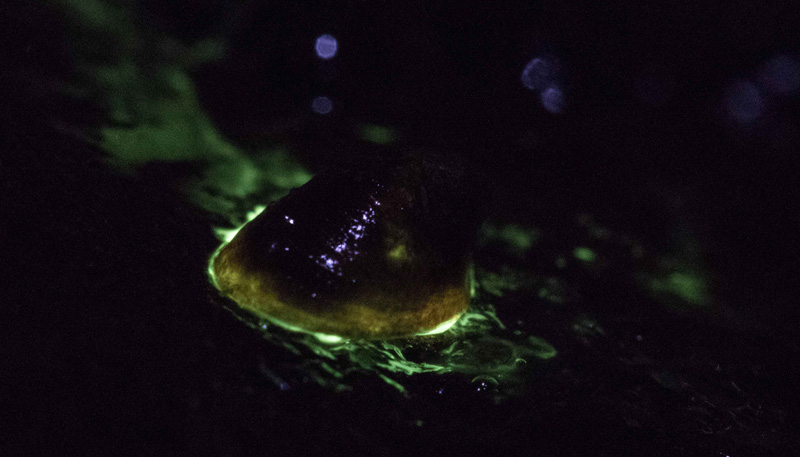 Bioluminescent Limpet. Opanuku Pipeline Track, Auckland, New Zealand