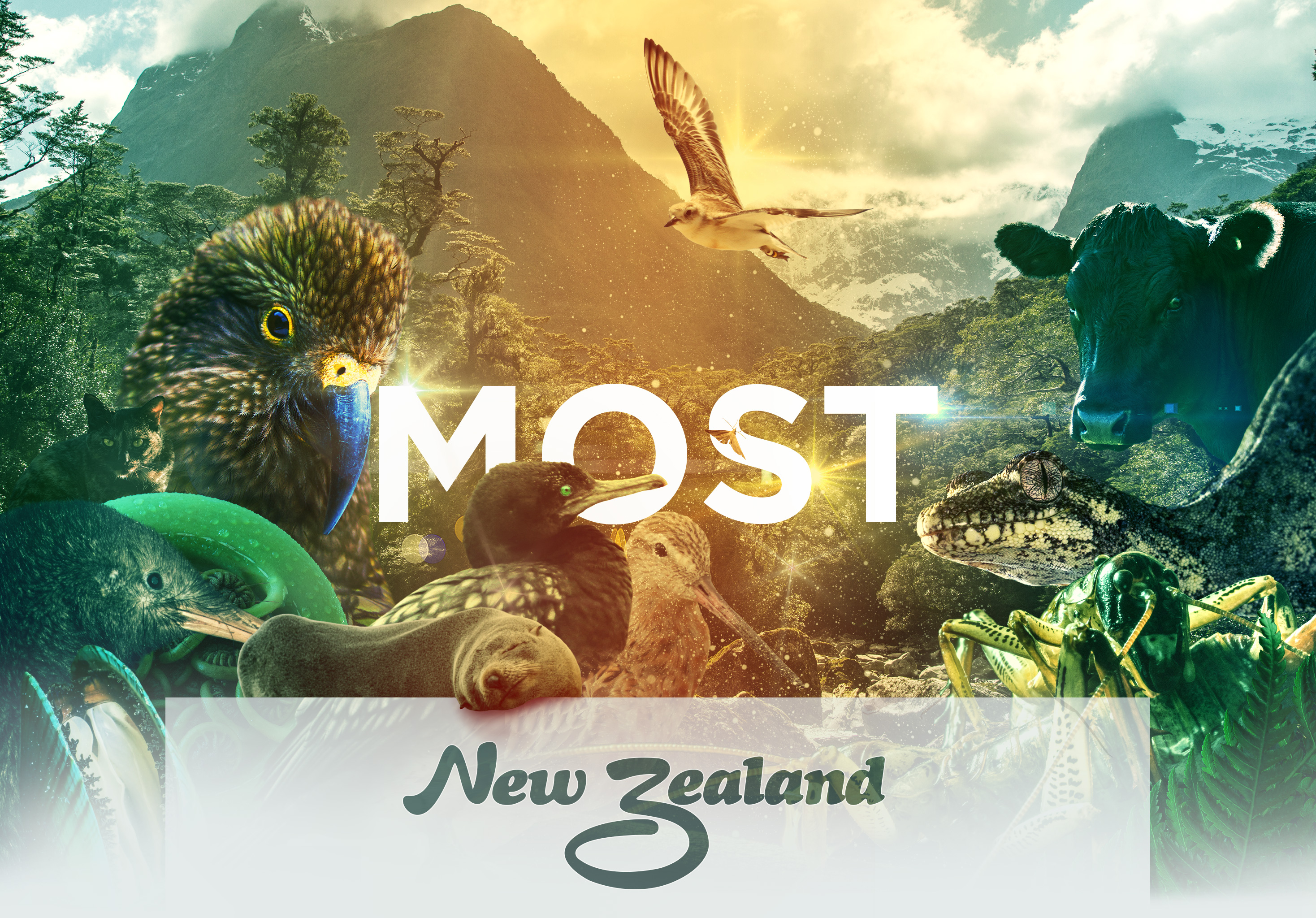 Most New Zealand