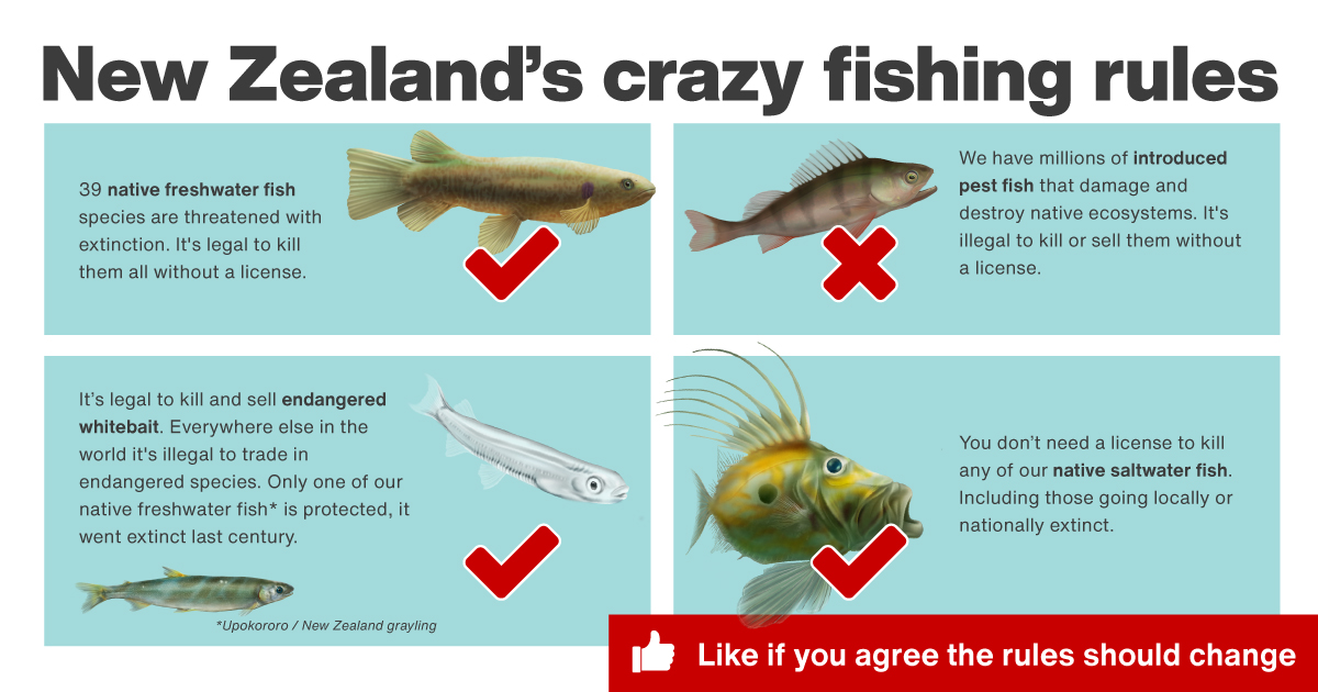 https://blog.shaunlee.co.nz/wp-content/uploads/2022/02/Fish-killing-rules-02.jpg