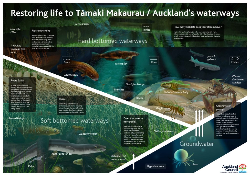 Restoring life to Taaki Makaurau / Aucklands waterways