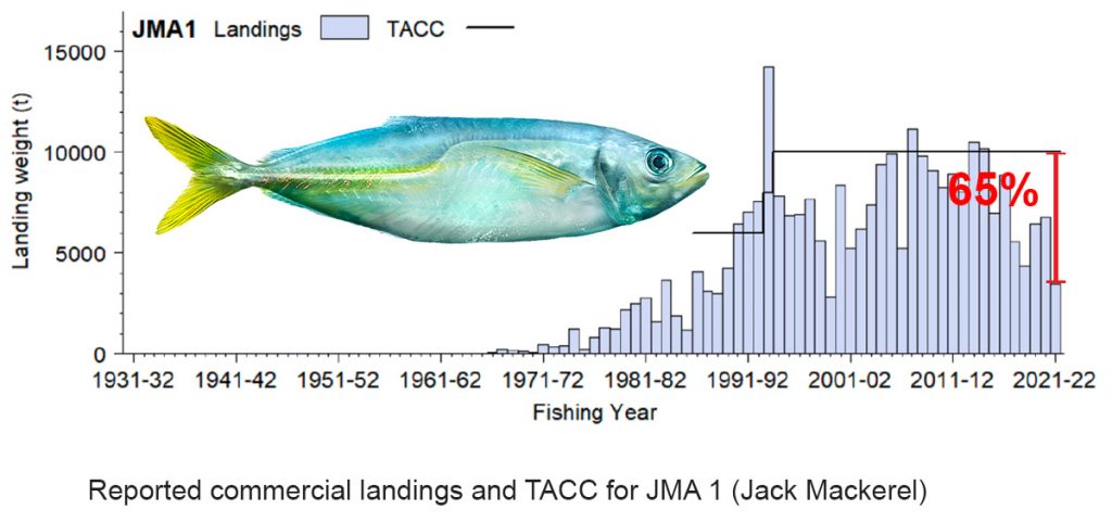  Jack mackerel Trachurus declivis Trachurus novaezelandia Trachurus murphyi Haature