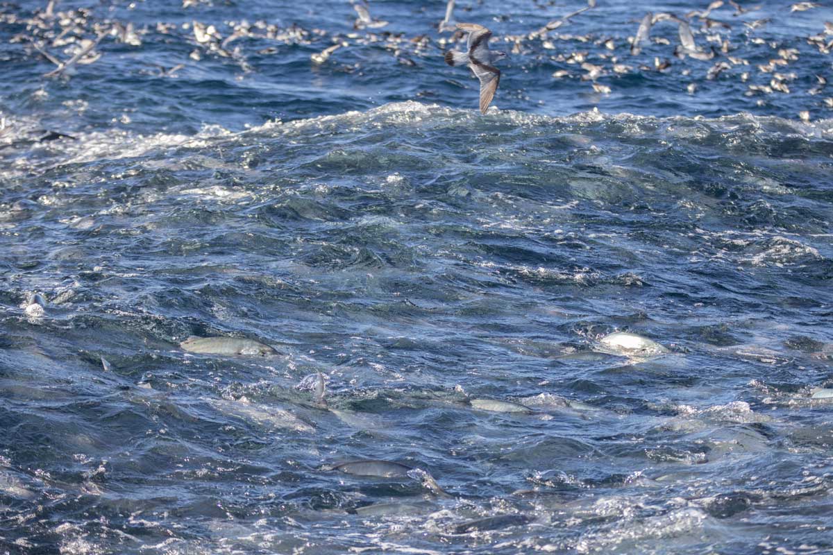 Trevally driving krill to the surface where they are predated by seabirds that are At Risk of extinction.