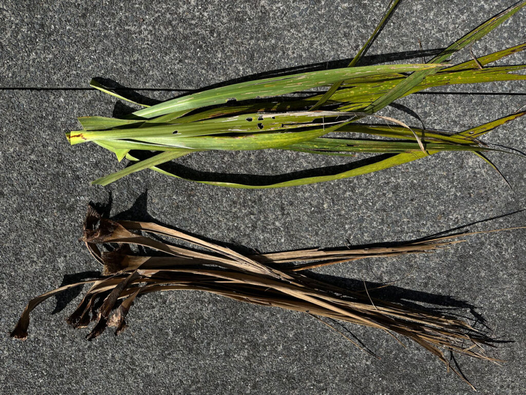 tī kōuka (cabbage tree) leaves