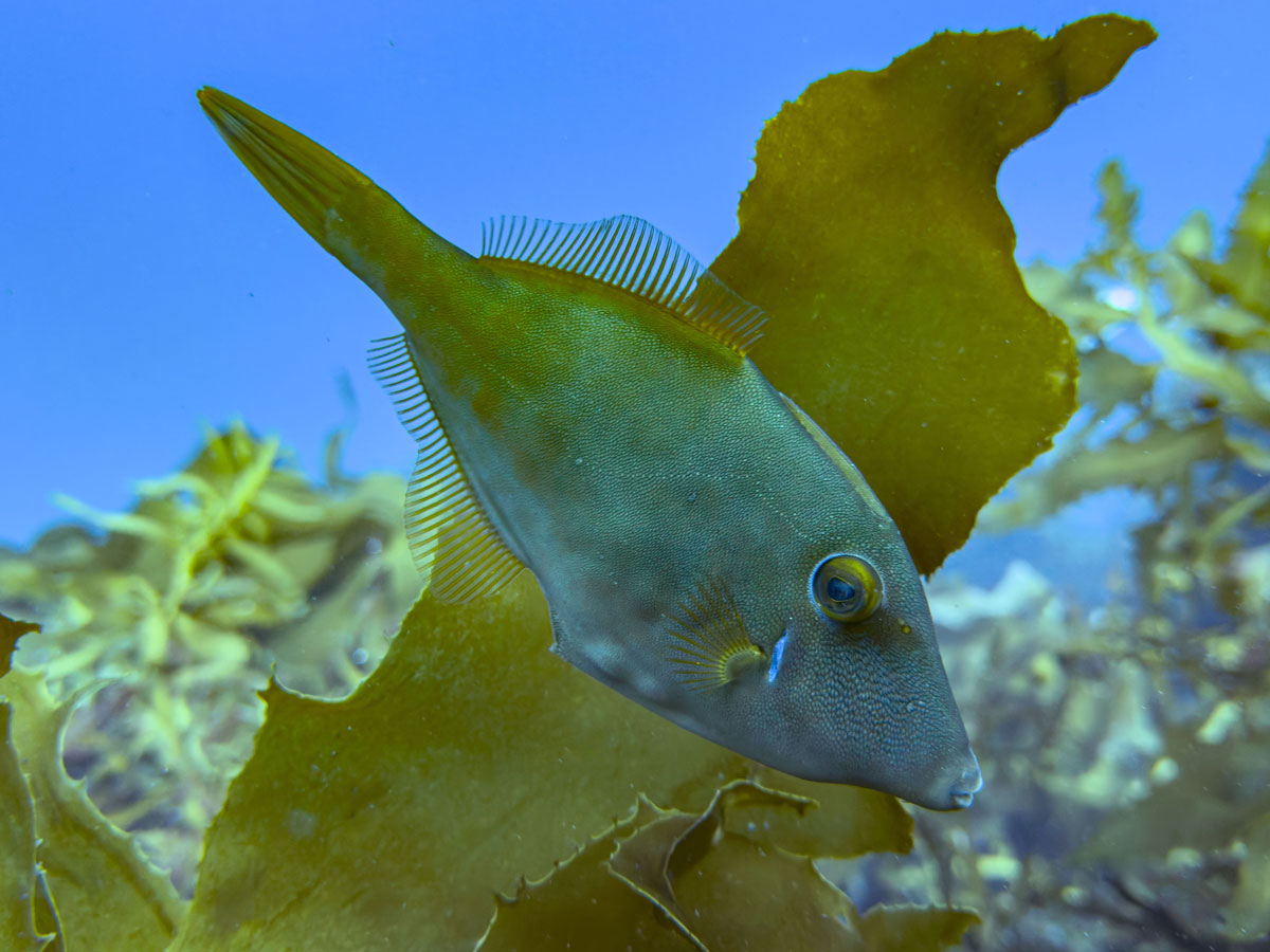 Kōkiri in the Alderman Islands 2025. Photo Shaun Lee.