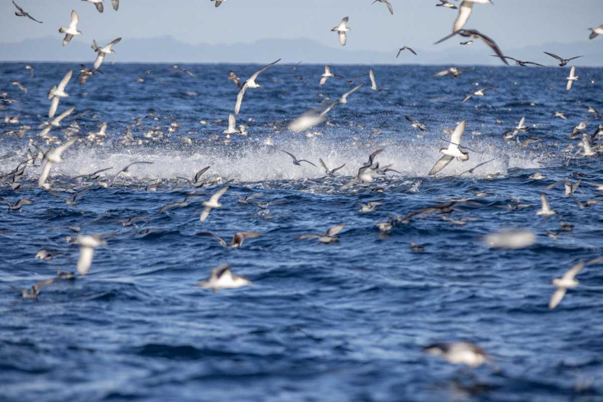 A workup in FMA 1. Photo Shaun Lee.