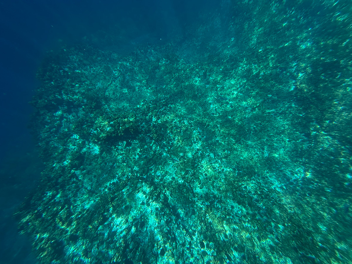 Kina barren at Sail Rock. Photo by Shaun Lee.