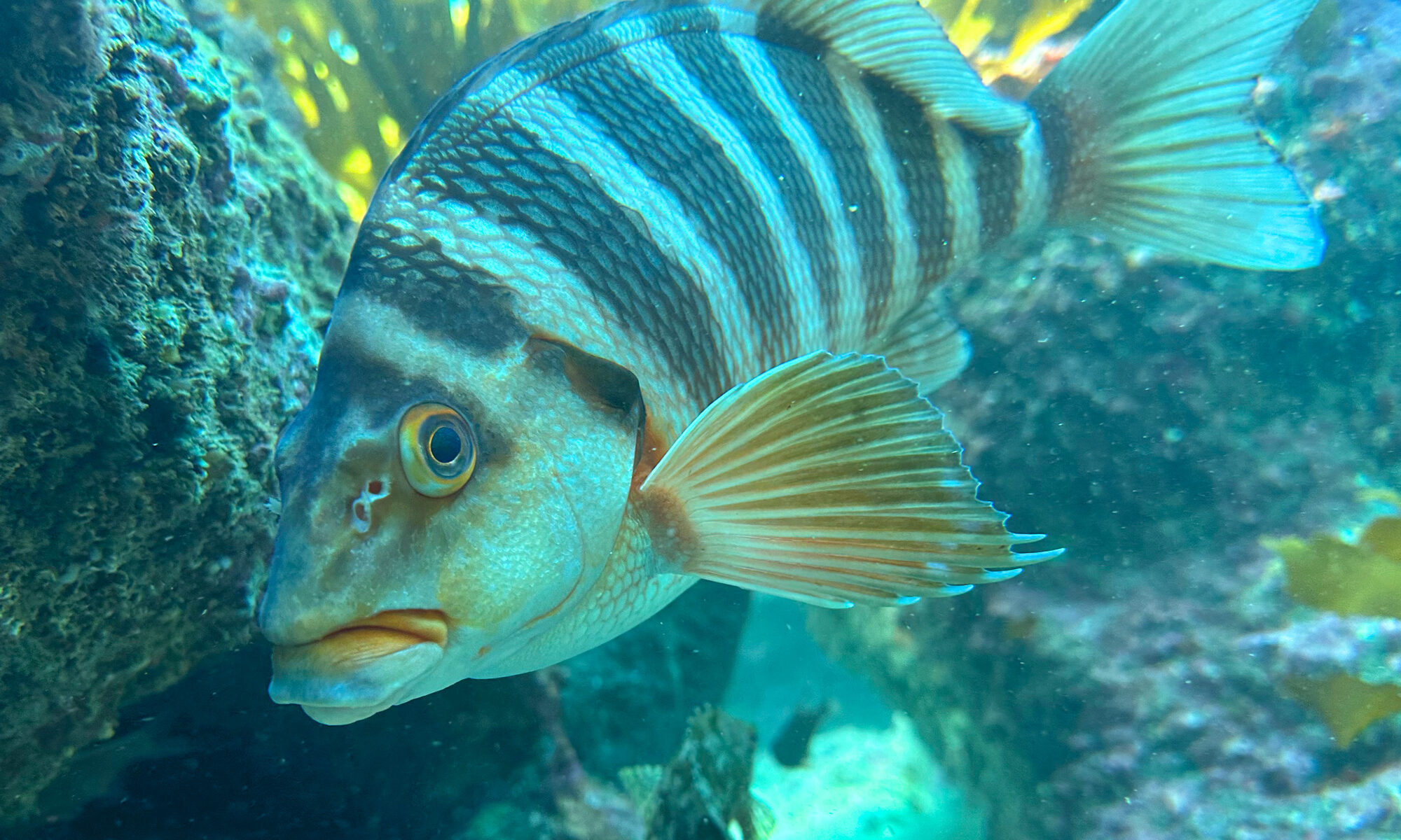 Red moki photo by Shaun Lee