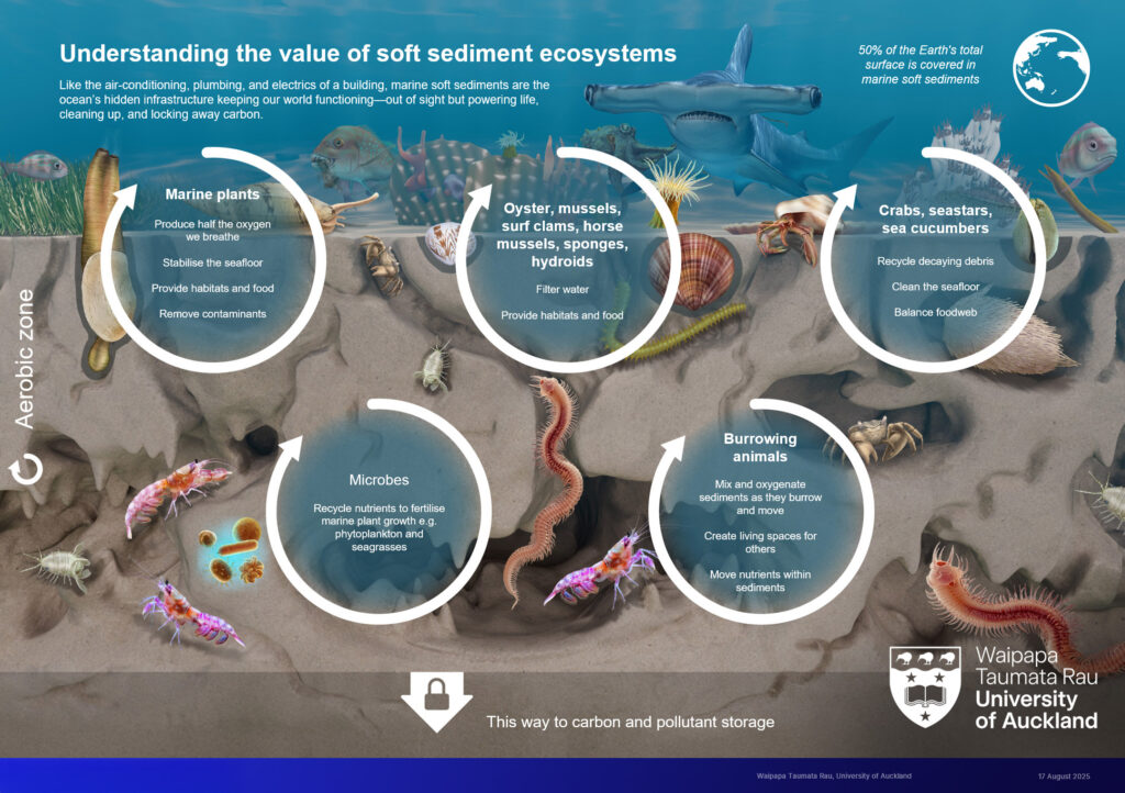 Marine plants stabilise the seafloor, provide habitats, remove contaminants, and produce half the oxygen we breathe.

Filter feeders like oysters, mussels, clams, and sponges clean the water and create habitats for other species.

Crabs, sea stars, and sea cucumbers recycle decaying debris and balance food webs.

Burrowing animals mix and oxygenate sediments, moving nutrients and creating living spaces.

Microbes recycle nutrients to fertilise marine plant growth, powering life in the ocean.