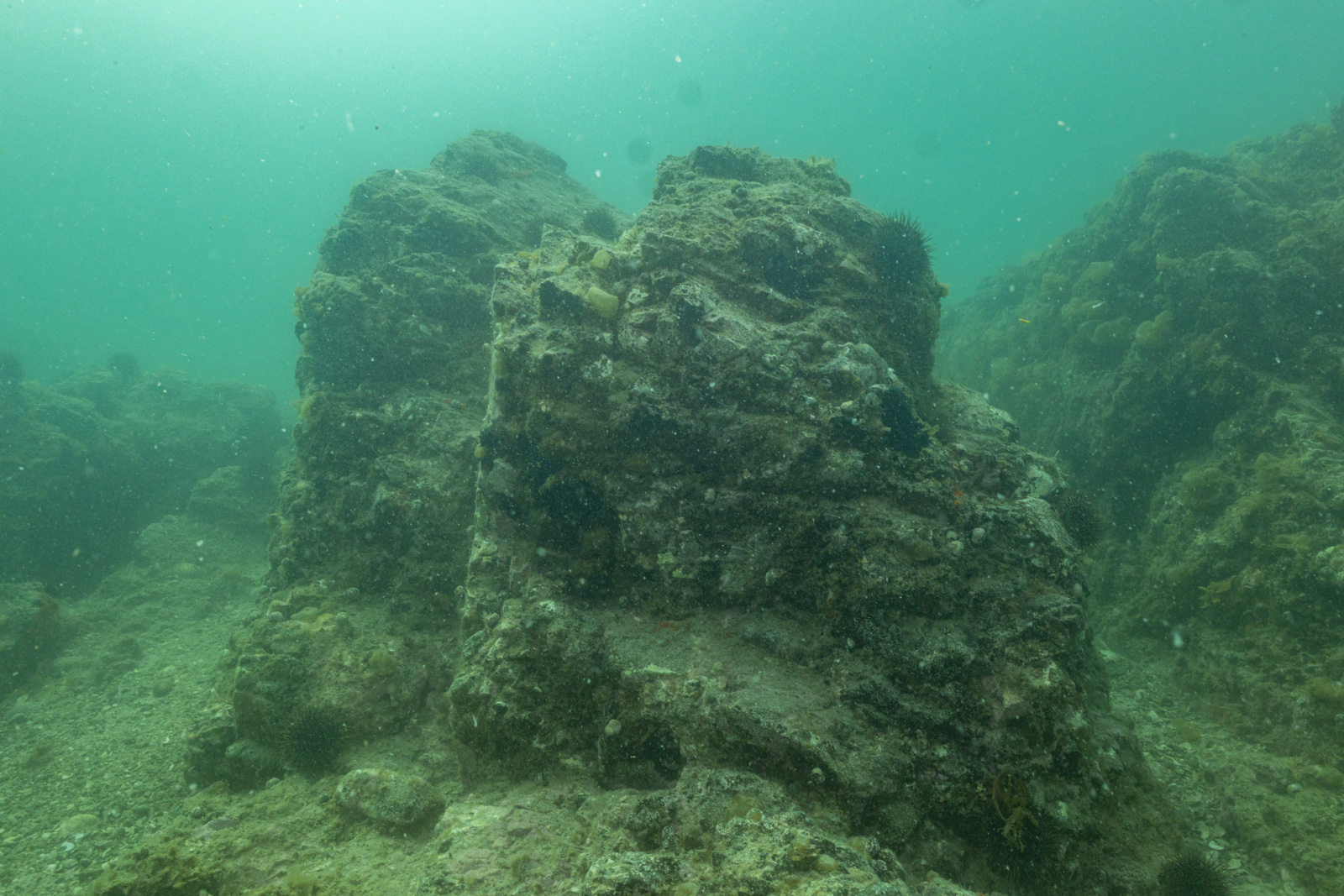 Kina barren at the Noises. November 2025. Photo by Shaun Lee.