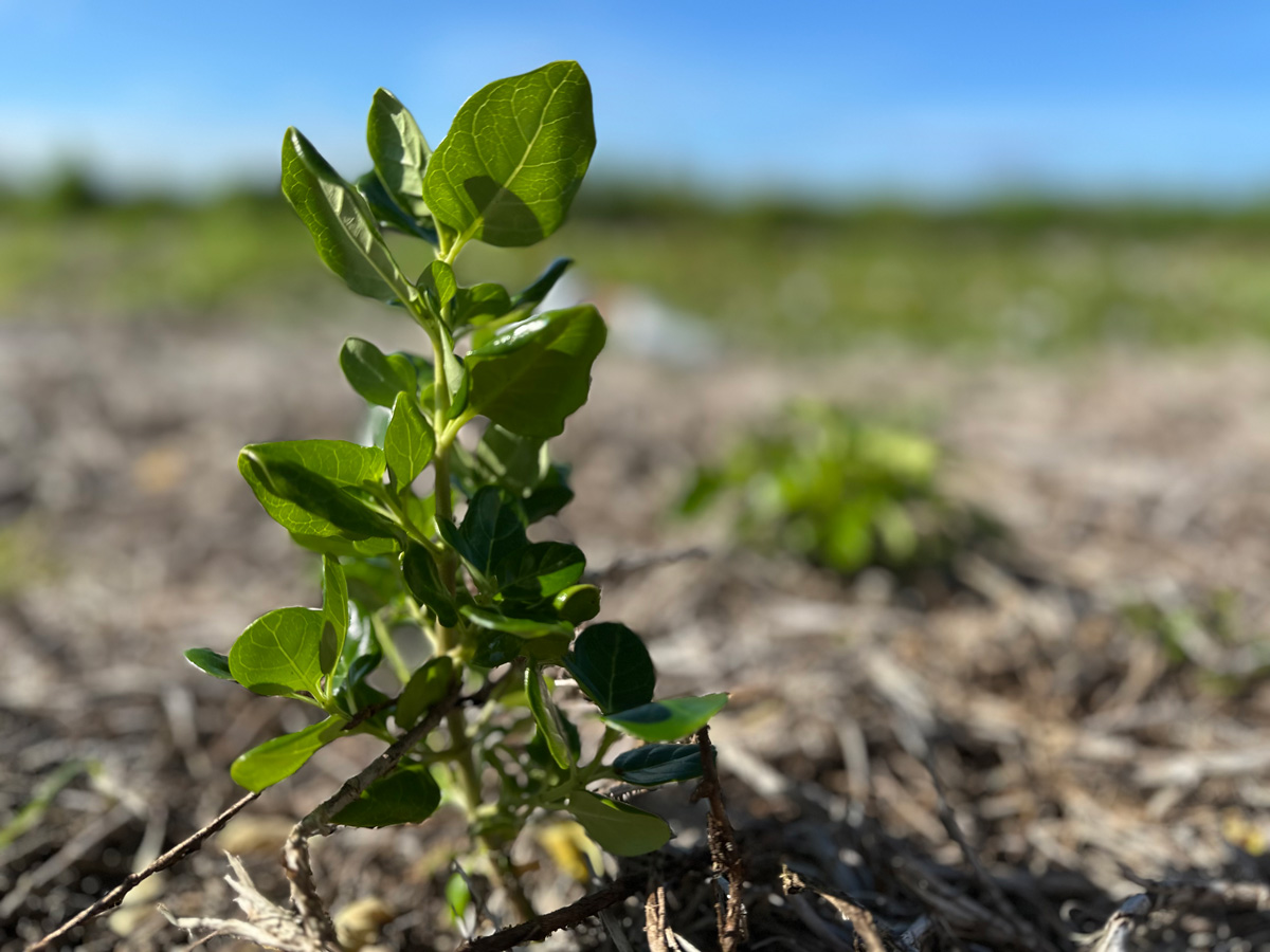 Taupata / Coprosma repens regenerating on Motukorea