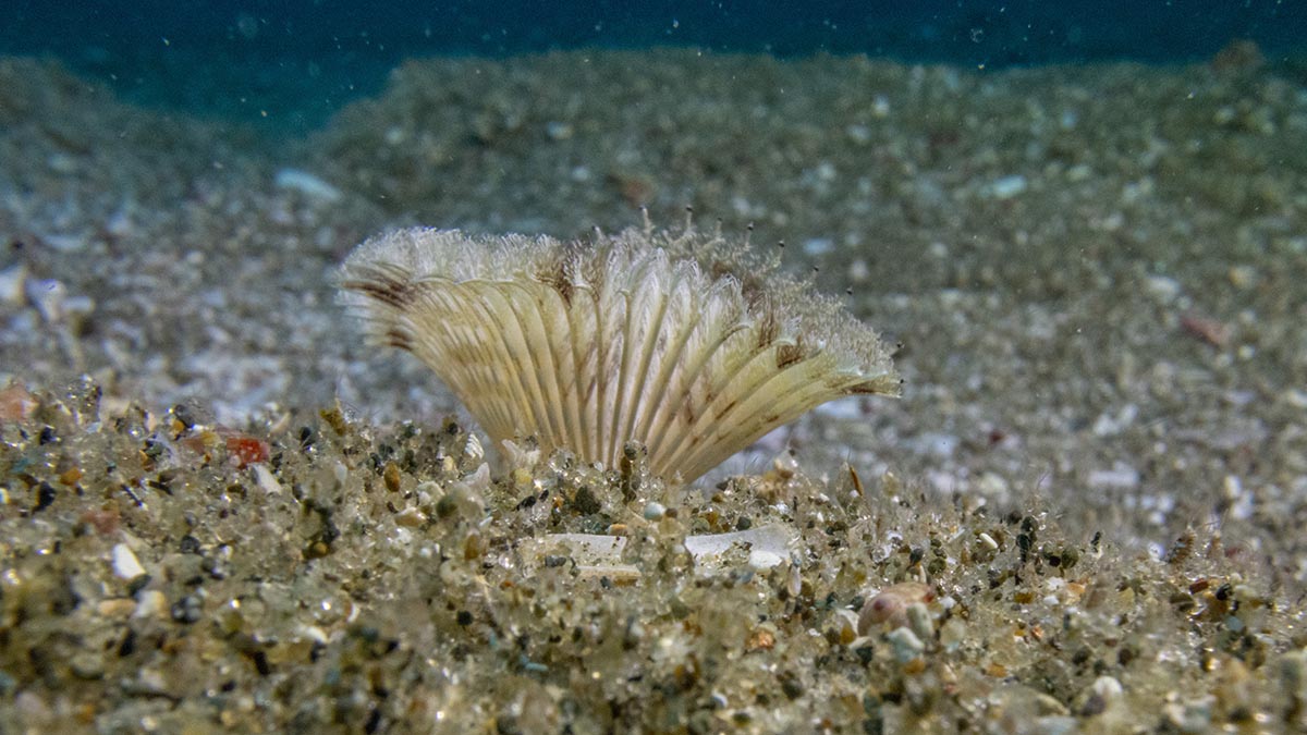 Feather duster tubeworm-Bream Bay-Photo by Shaun Lee