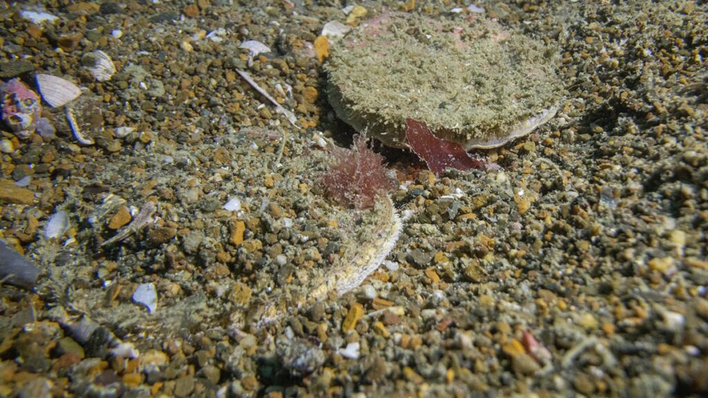 Tipa / scallop Bream Bay. Photo by Shaun Lee.